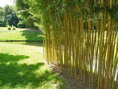 bambus im garten pflanzen