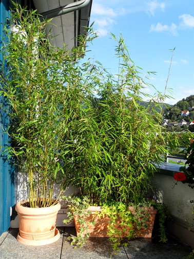 bambus für terrasse