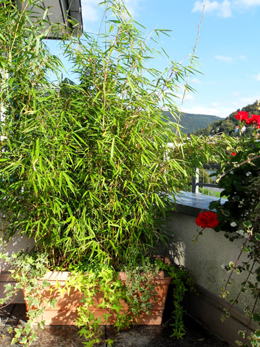 bambus pflanzen balkon