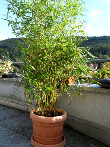 Bambus als Sichtschutz für Terasse und Balkon