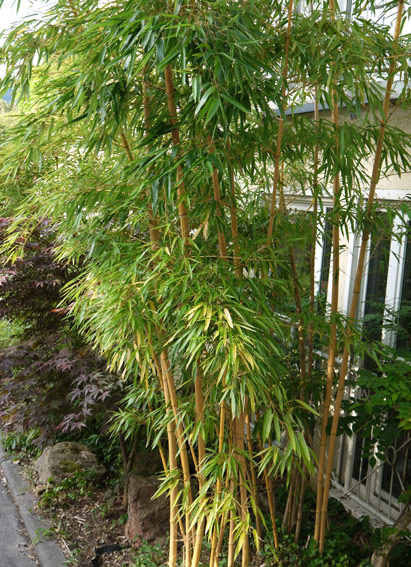 bambus sorten