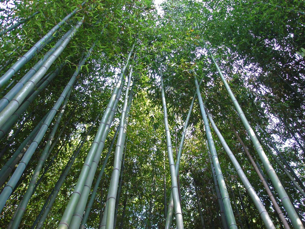 wachstum bambus