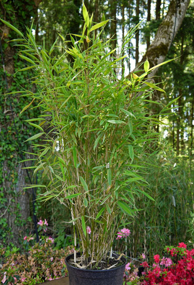großer bambus