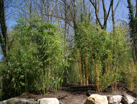 bambus im garten pflanzen