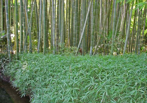bambus pflege im garten