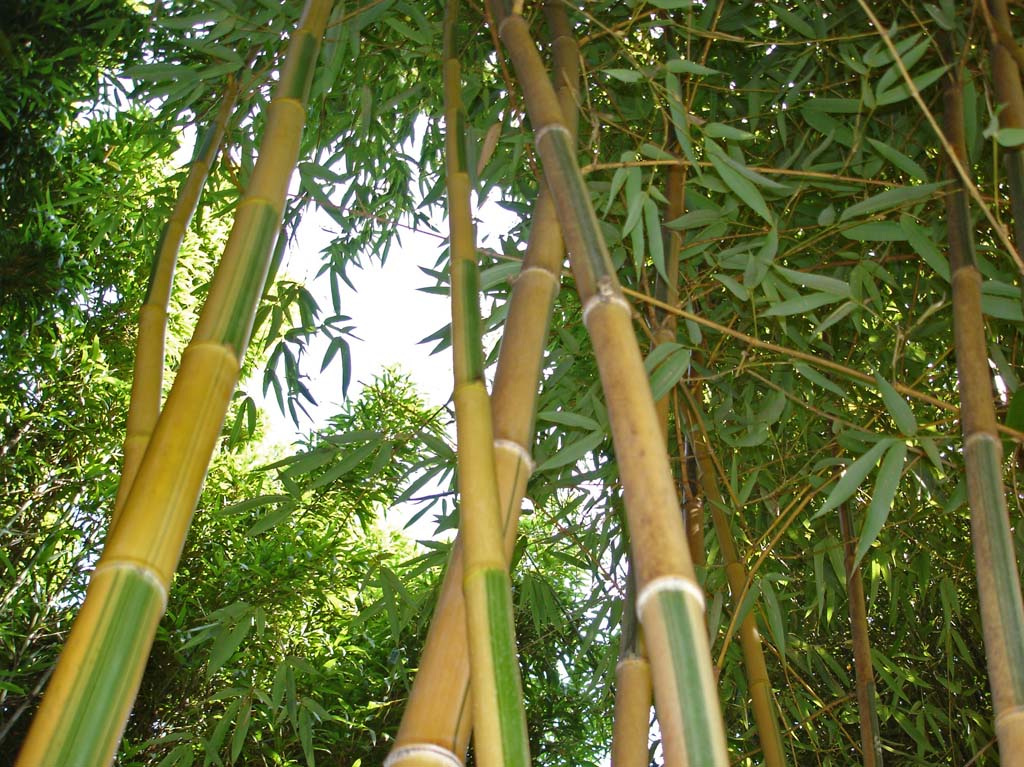 Bambus Blüte