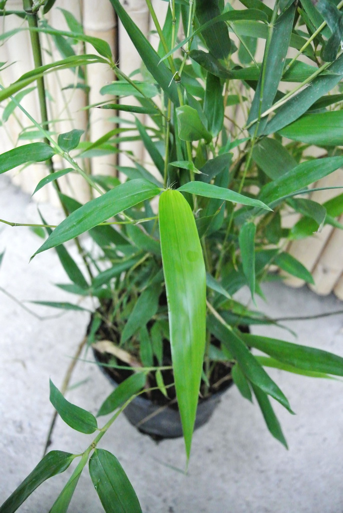 Rauher Gelbrinnenbambus, Phyllostachys aureosulcata McClure
