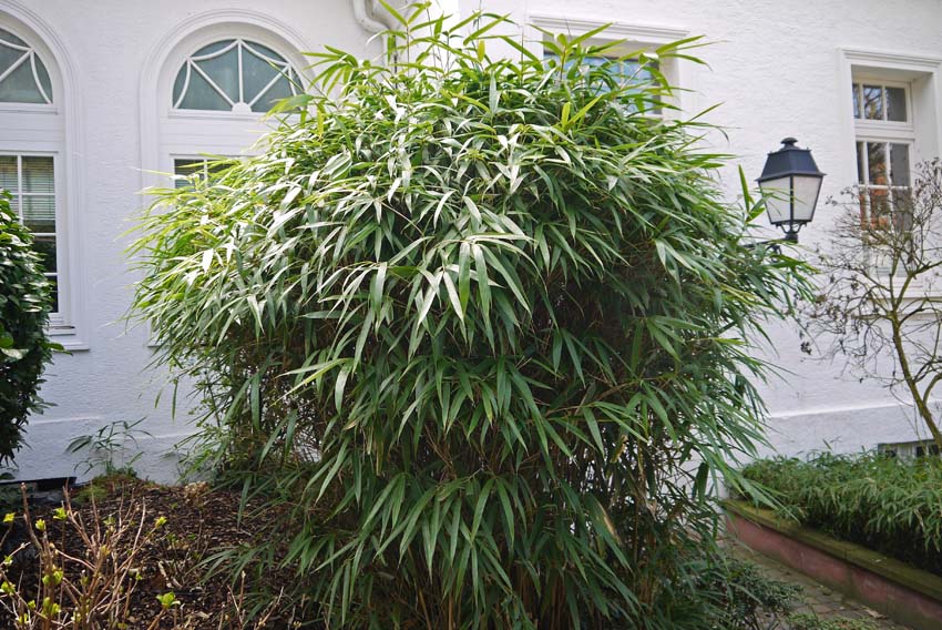 pseudosasa-japonica-5 Pfeil Bambus, Pseudosasa japonica