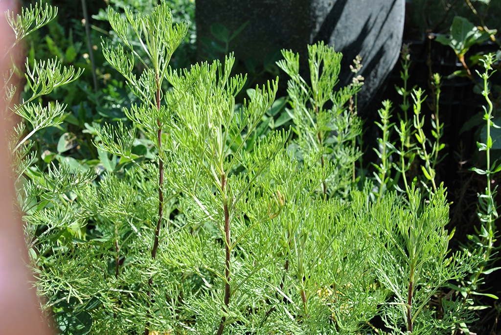 Cola Strauch (Eberraute), Artemisia abrotanum var. maritima