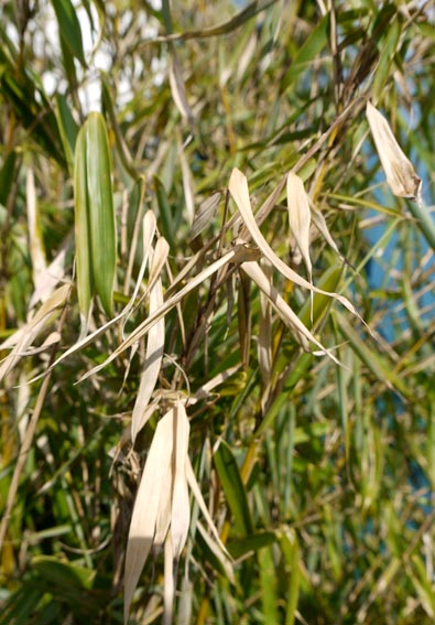 fargesia-robusta-winter-blaetter-gelb50fc0ab7ab198