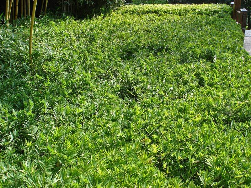 pleioplastus-distichus-4bambuswald Zwergbambus Pleioblastus distichus