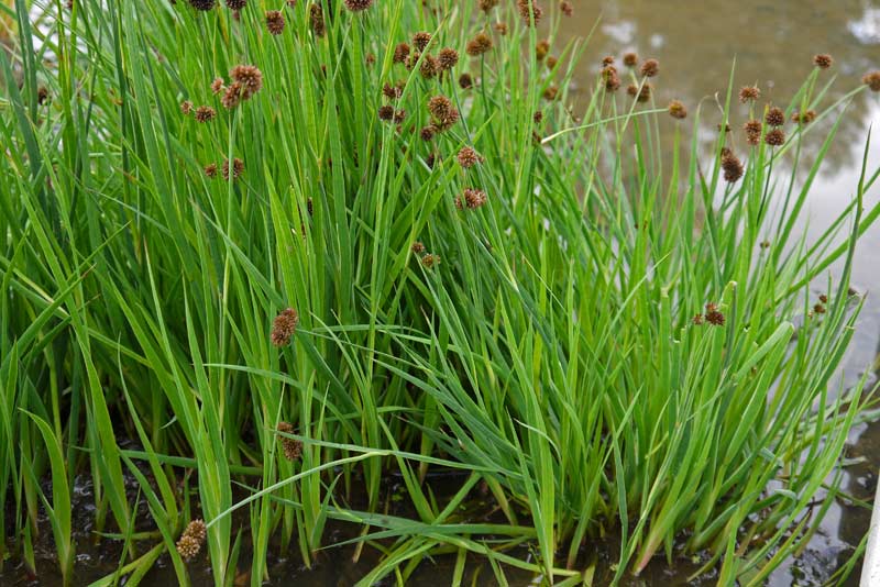 juncus-ensifolius-zwergbinse-p1050287 Juncus ensifolius, Zwerg Binse