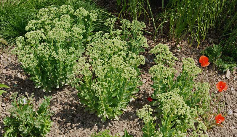 sedum-telephium-fetthenne-herbstrot-dachgarten24 Hohes Fettblatt Herbstfreude- Hylotelephium Herbstfreude