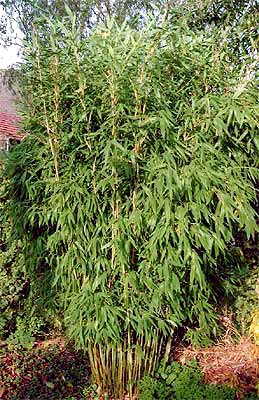 fargesia_murielae_ Fargesia murielae Garten Bambus