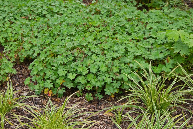 Storchenschnabel, Geranium in Sorten