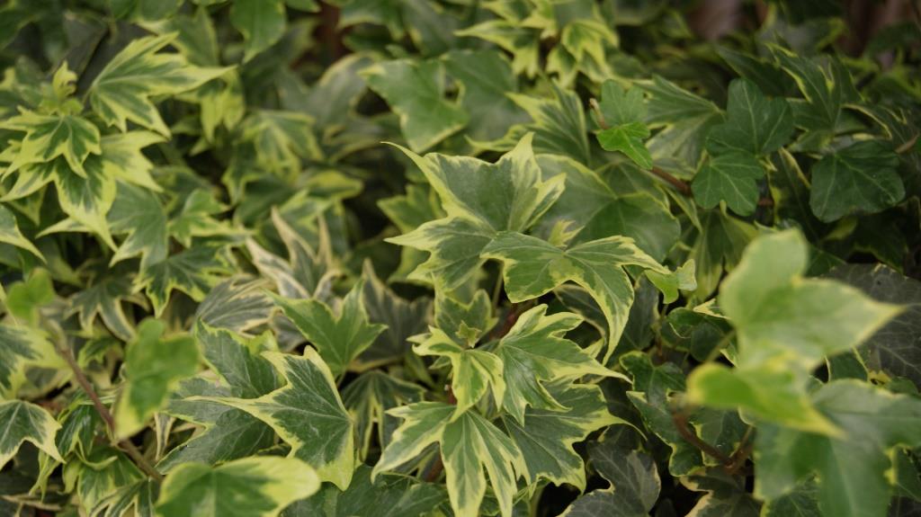 Efeu, Hedera helix Yellow Ripple