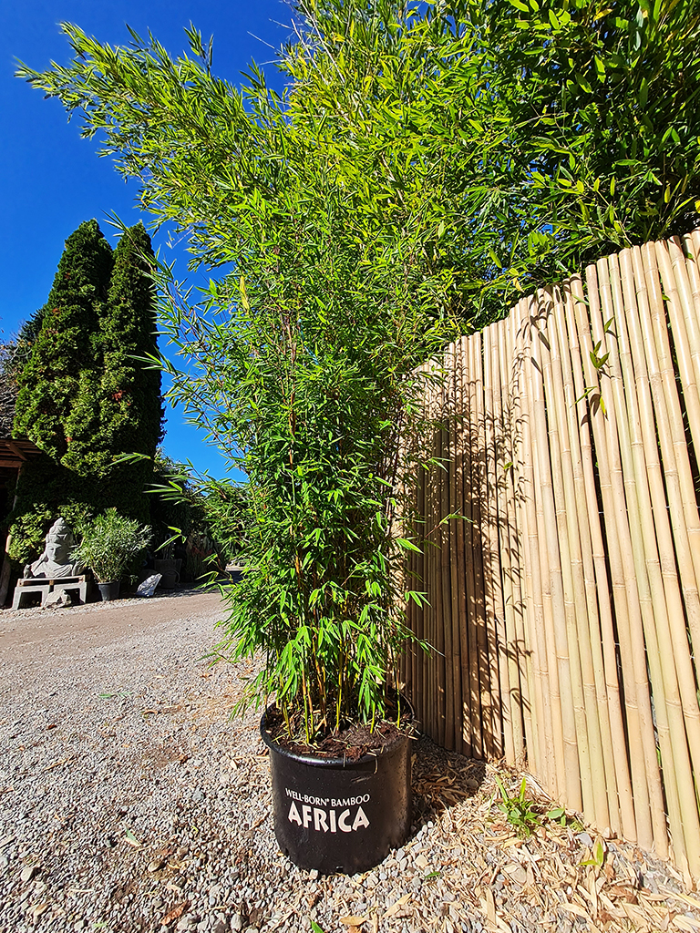 Dogon-Dreams3 Fargesia Dogon Dreams