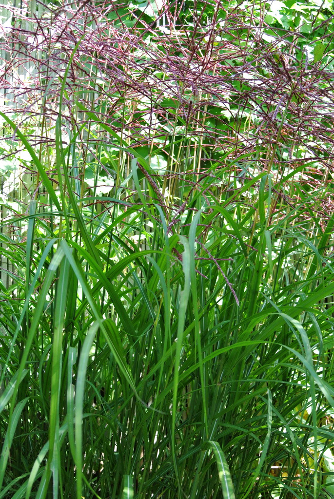 ferner-osten Chinaschilf Ferner Osten, Miscanthus sinensis Ferner Osten