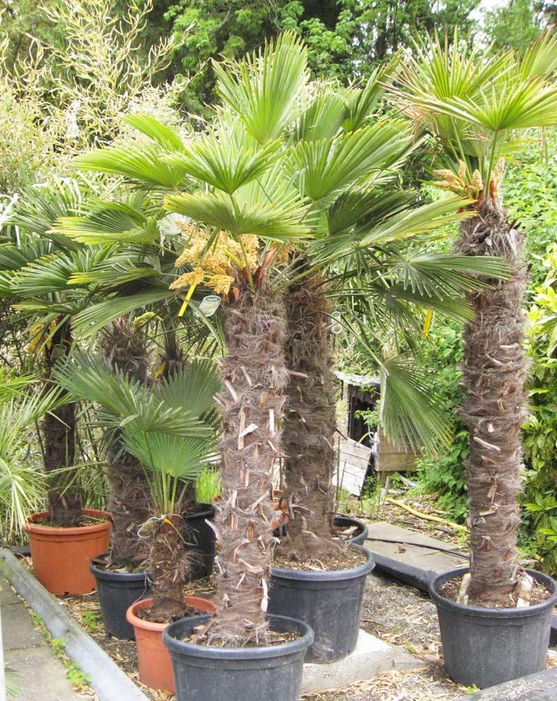trachycarpus-fortunei-bambuswald Winterharte Hanfpalme, Trachycarpus fortunei