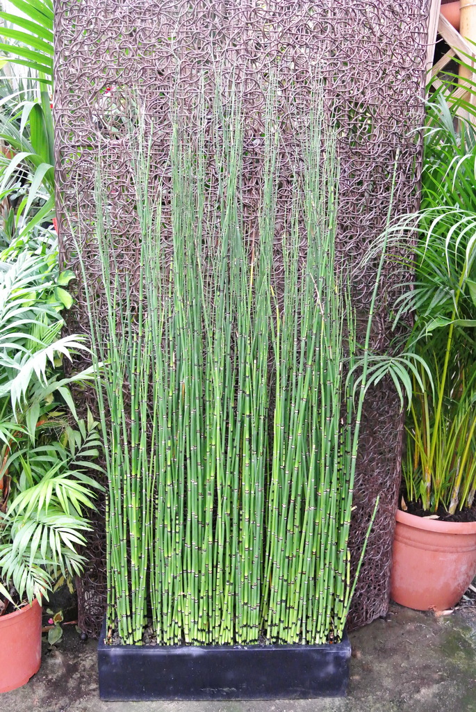 Schachtelhalmkasten59e9c71074020 Riesenschachtelhalm, Equisetum hyemale var. robustum