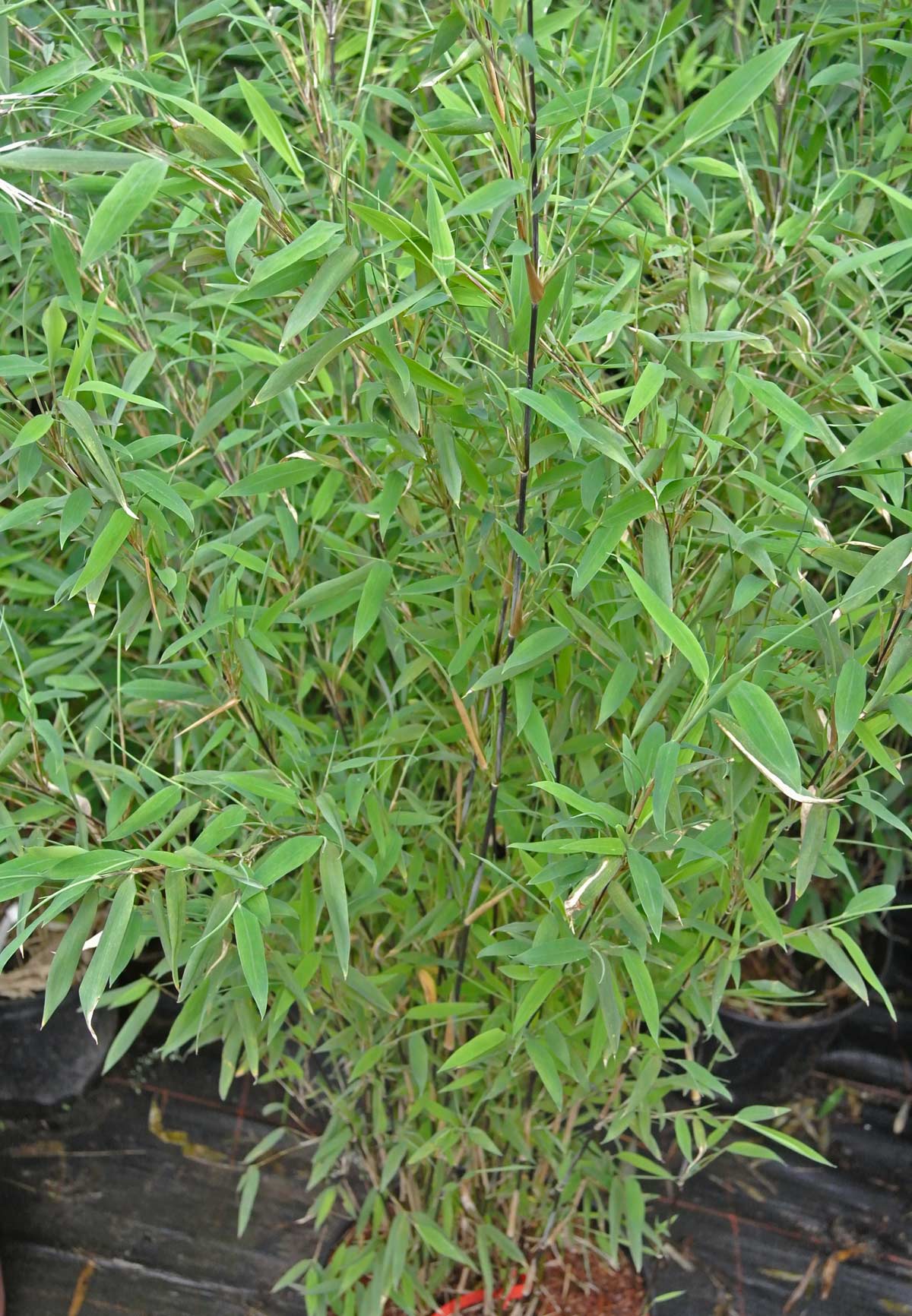 Fargesia-Nitida-Vulcano-5-Bambuswald Kompakter Bambus, Fargesia nitida Volcano