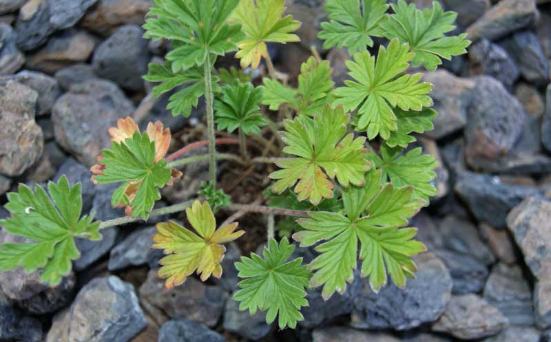 potentilla-neumanniana-bambuswald2 Frühlings-Fingerkraut, Potentilla verna