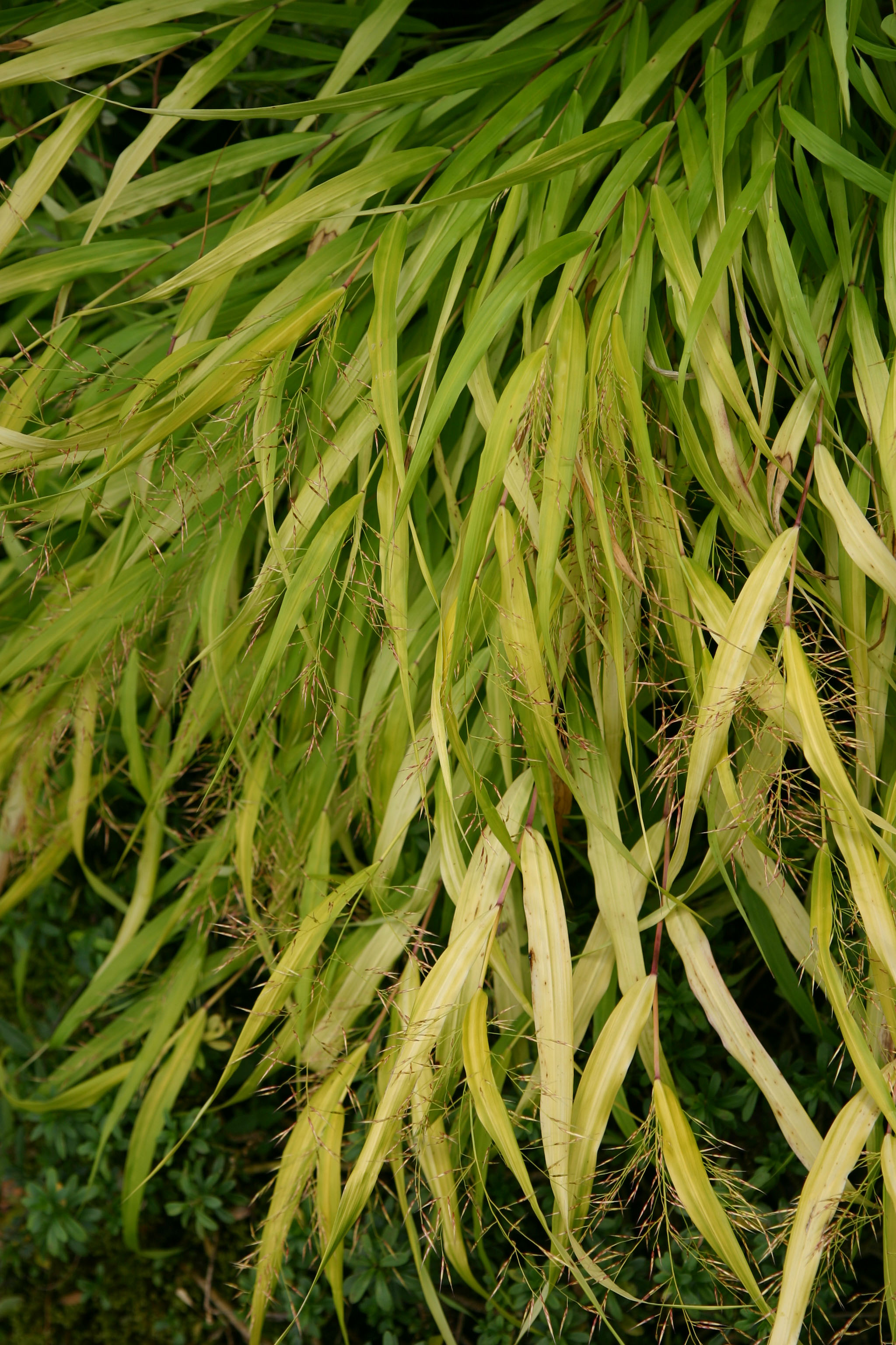 hmmallgold8 Japangras, Hakonechloa macra in Sorten