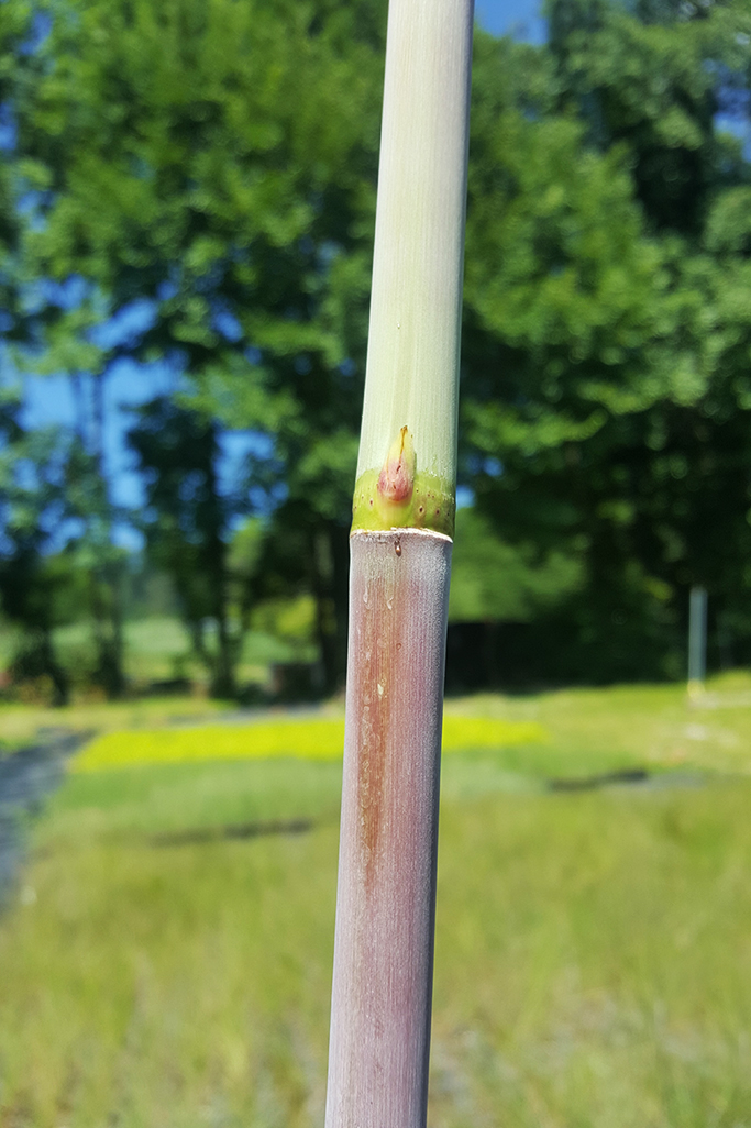 Riesenschilf - Triarrhena lutarioriparia