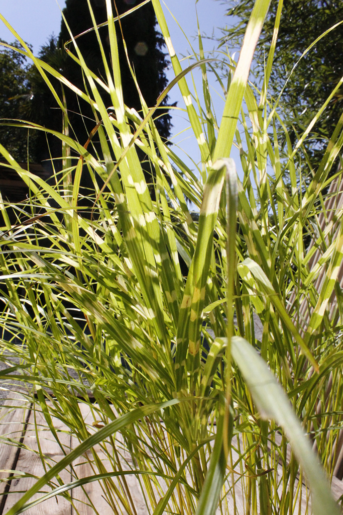 Zwerg - Zebragras, Miscanthus sinensis Little Zebra