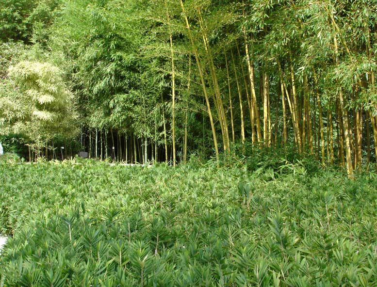 pleioplastus-distichus9-bambuswald Zwergbambus Pleioblastus distichus