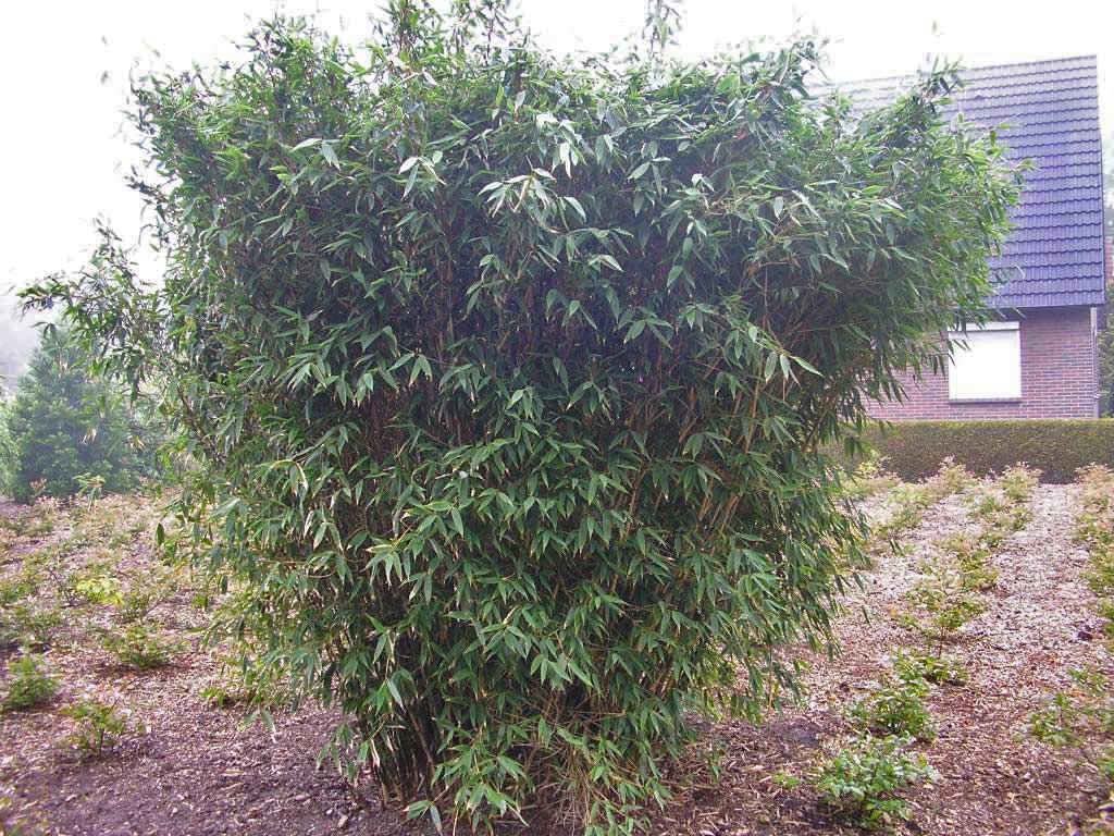 Roter Zebrabambus, Fargesia Red Zebra ®