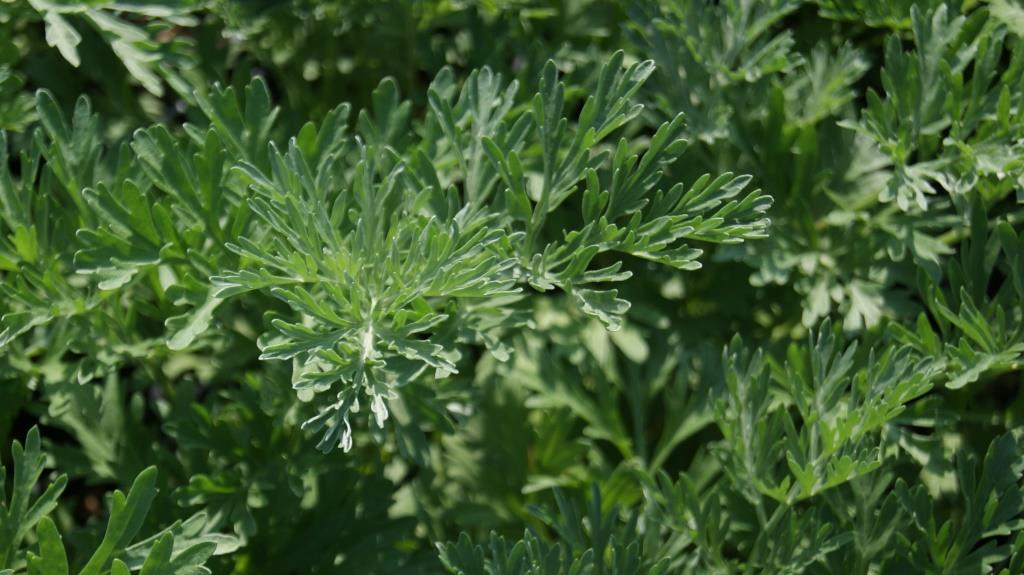 wermut-2 Wermut, Artemisia absinthium