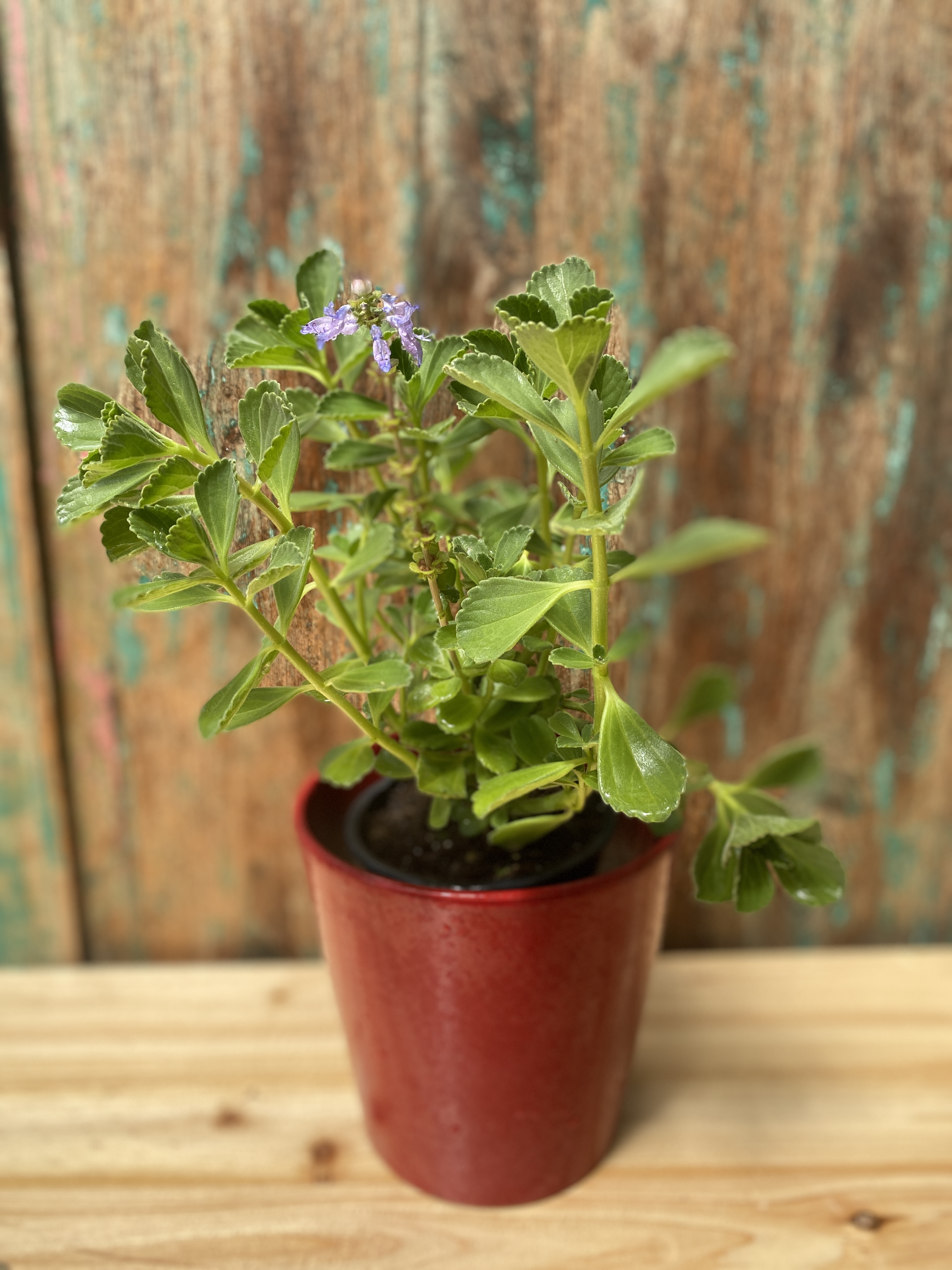 Die Verpiss-dich-Pflanze " Coleus caninus "