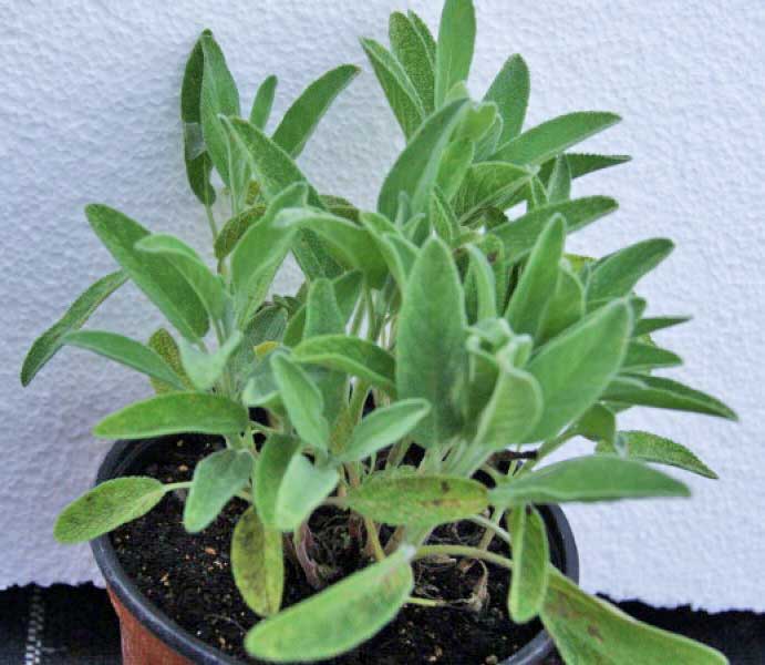 kuechensalbei_bambuswald Küchensalbei, Salvia officinalis