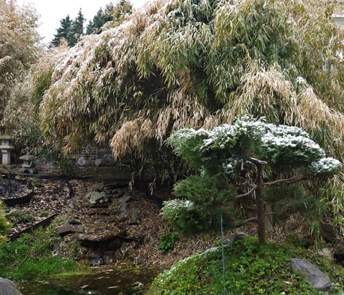 bambusblaetter-im-schnee-leichterfrostschaden250fc0aae27f87