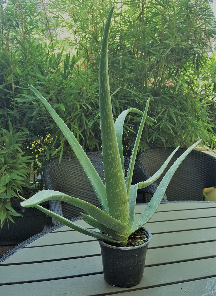 aloe-vera-komplett Aloe, Aloe vera