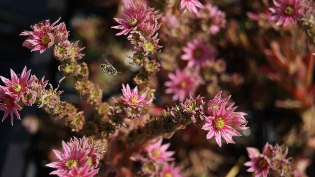 sempervivum-dach Dachwurz, Sempervivum in Sorten