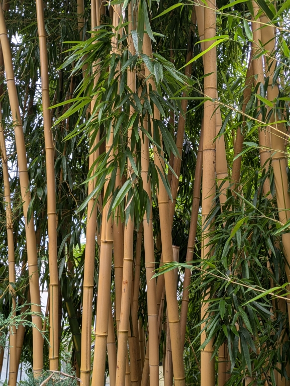 Vivax-aureos-2 Zauber Bambus, Phyllostachys vivax Aureocaulis