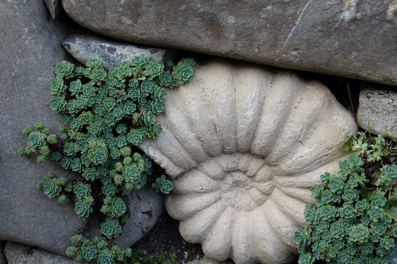 sedum-pachyclados Afghanischer Rosenwurz - Rhodiola primuloides var. pachyclados