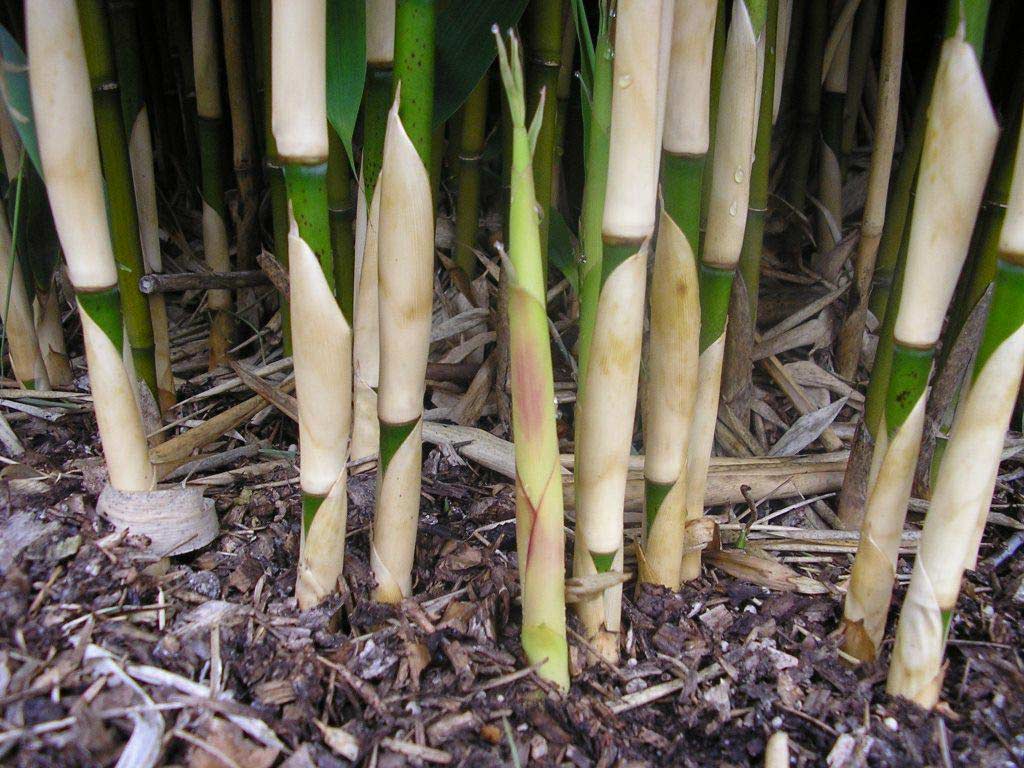 Bambus-Fargesia-species-Ivory-Ibis-S-R-2 Elfenbeinbambus, Fargesia Ivory Ibis ®