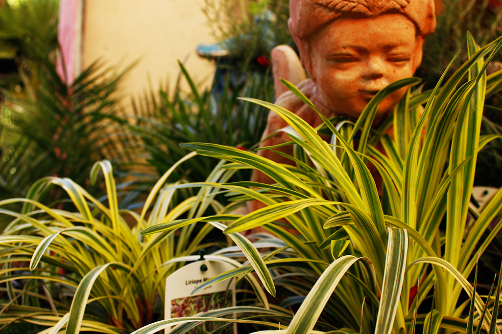 _MG_0068-liriope-variegata Bunte Glöckchentraube - Liriope muscari Variegata