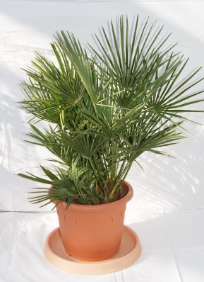 chameops_humilis_4-5l Chamaerops Humilis, Zwergpalme
