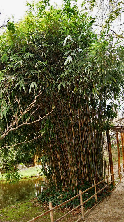 pseudosasa-japonica-bambuswald-4 Pfeil Bambus, Pseudosasa japonica