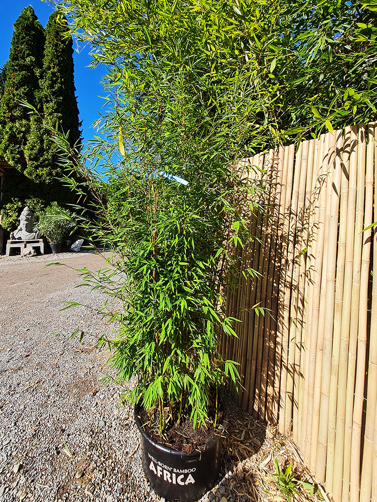 Dogon-Dreams2 Fargesia Dogon Dreams