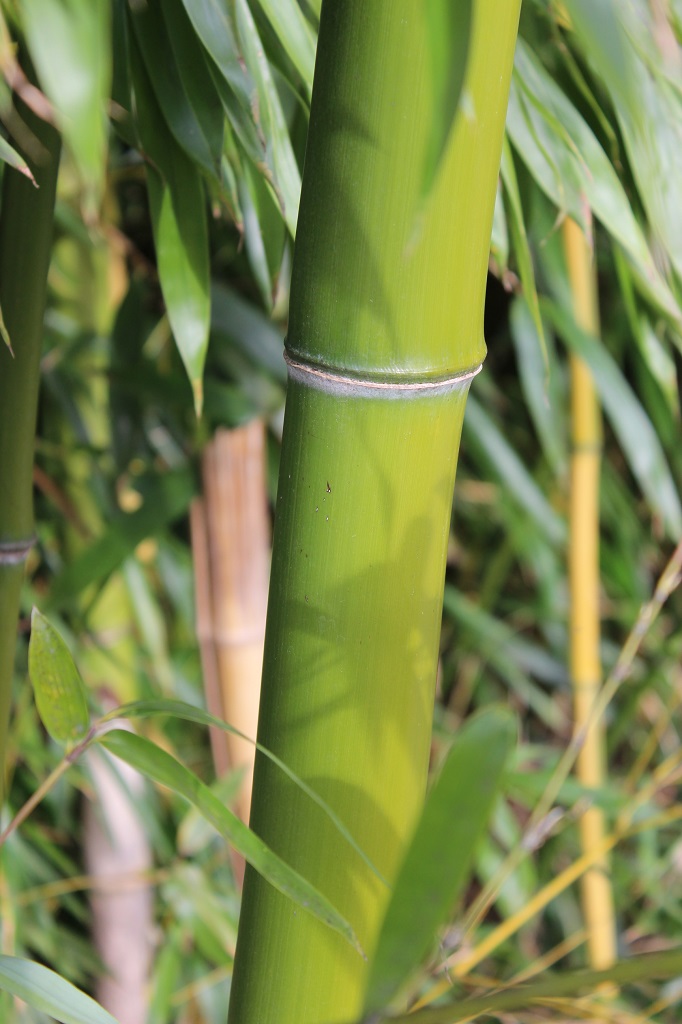 Huangwenzhu Gelber Furchen Bambus, Phyllostachys vivax Huangwenzhu
