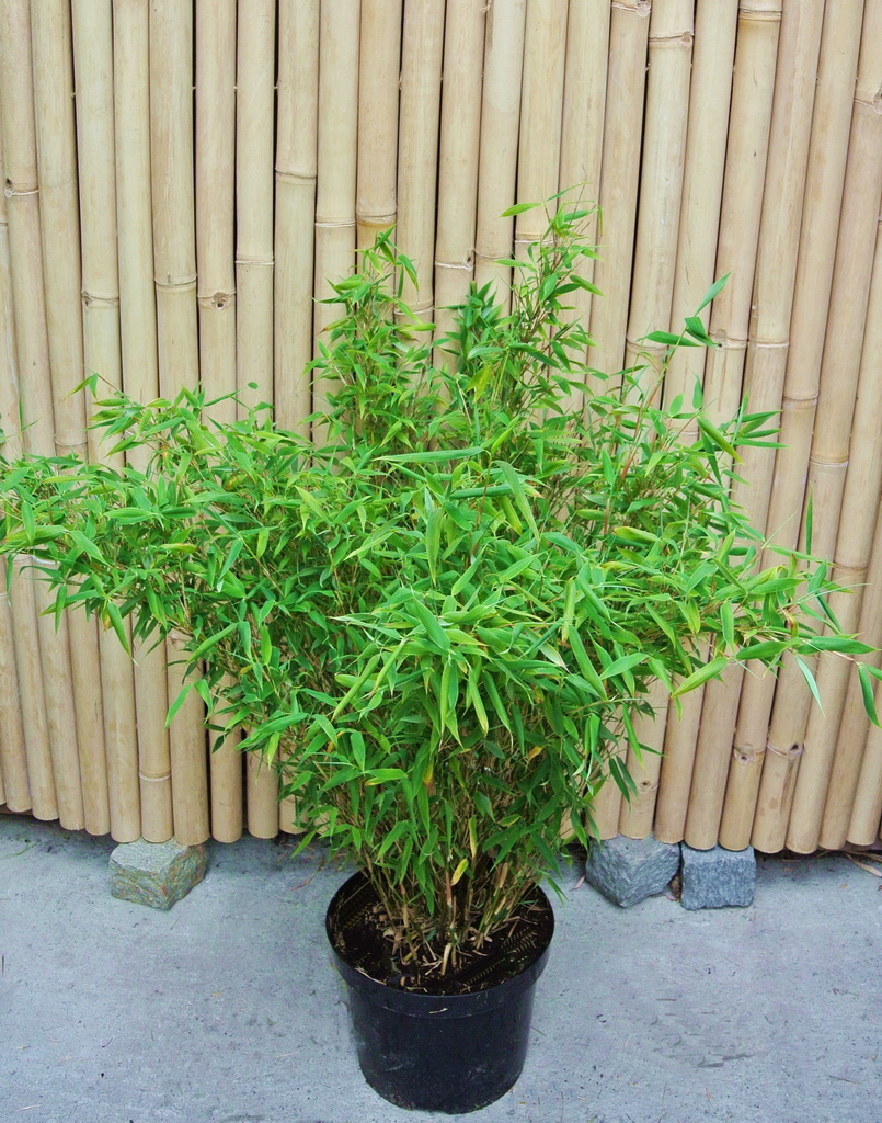 bambi Niedriger Gartenbambus, Fargesia murielae Bambi