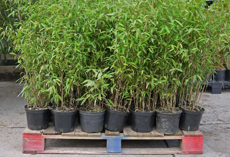 bambuswald-versandbilder-2