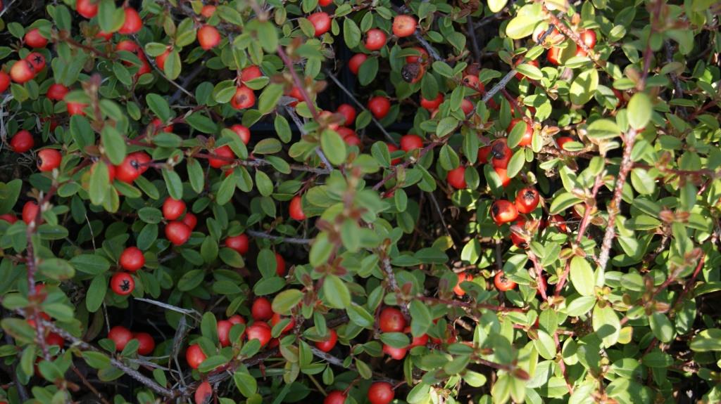 cotoneaster4 Teppichmispel, Cotoneaster dammeri radicans