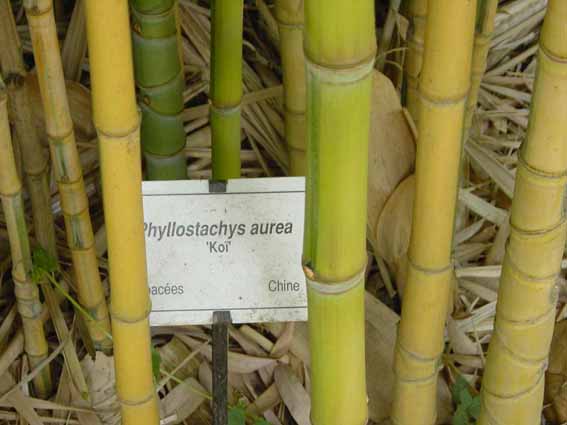 phyllostaches-aurea-koi-n1 Koi Goldrohr Bambus , Phyllostachys aurea Koi