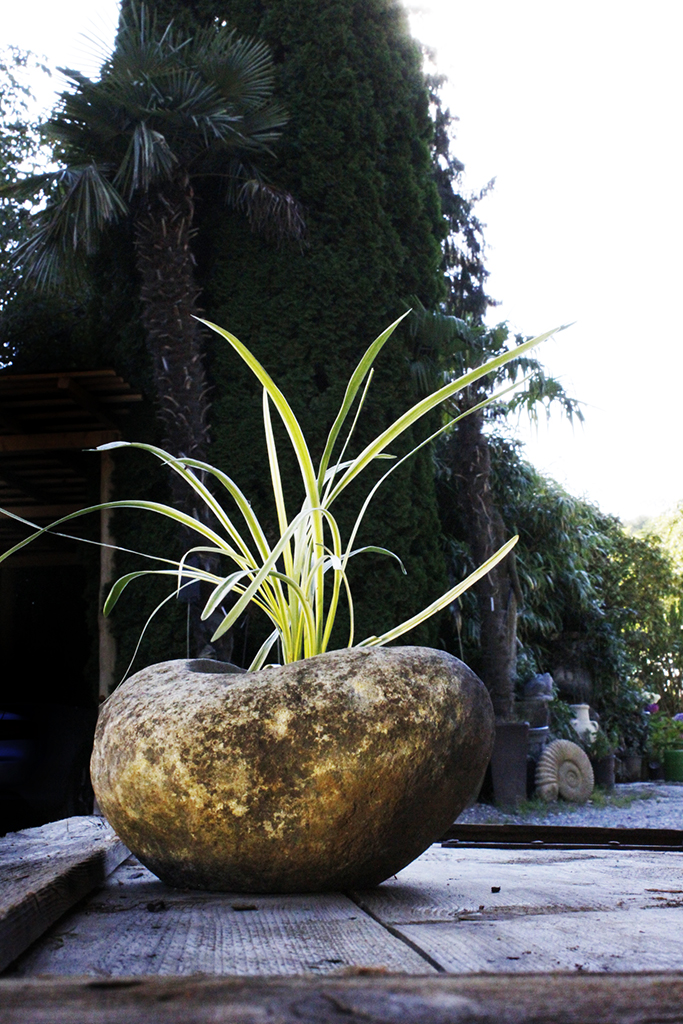 Feinhalm-Chinaschilf Graziella, Miscanthus sinensis Graziella